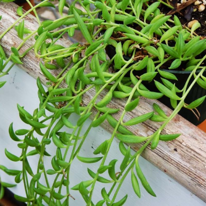 String of Bananas Plant, 4 Inch Pot, String of Bananas Plants Live Potted, Trailing Succulents Plants Live for Home, Garden, Easy Care Live Succulent Houseplant