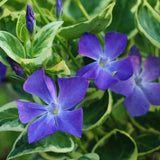 24 Variegated Vinca Plants Live, Vinca Plants Live, Vinca Ground Cover Vine Bare Roots from 6 Inc Tall Garden