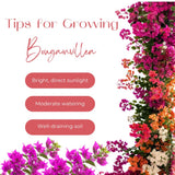 2 Yellow Bougainvillea Plants Live, Perennial Bougainvillea Flowers Vine, Outdoor Garden Planting 5-9 Inches