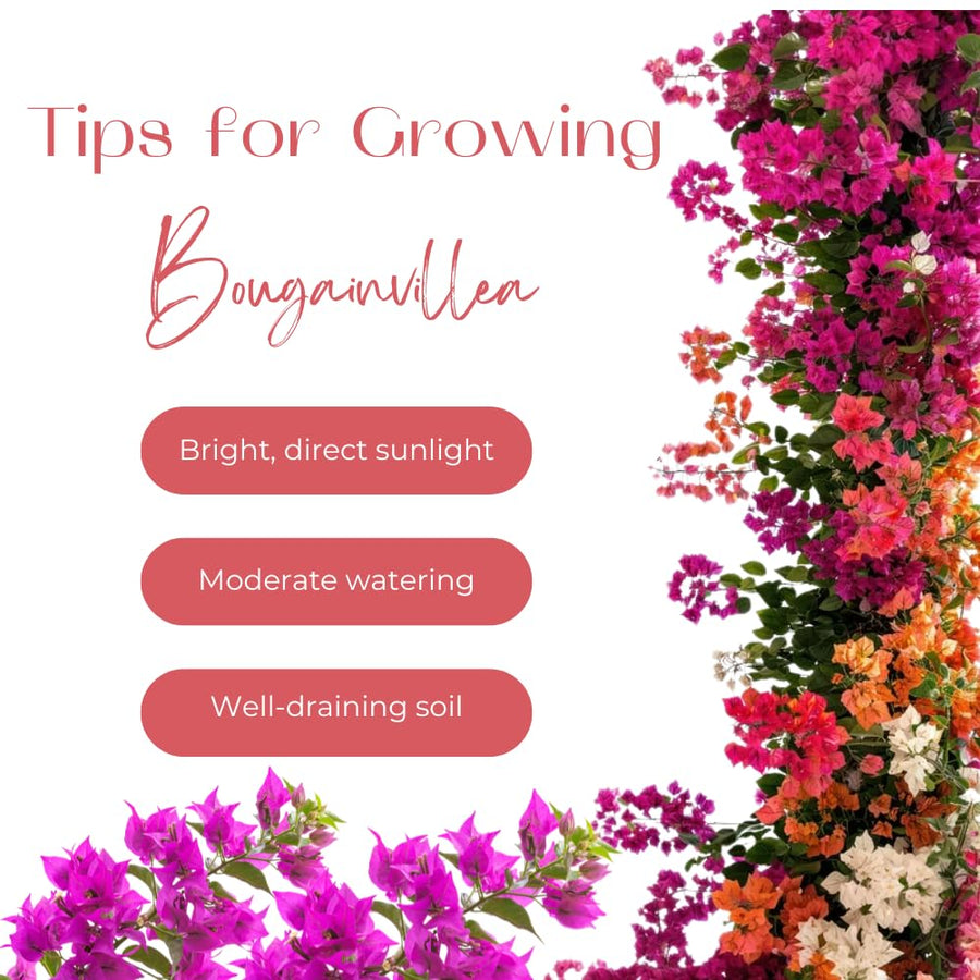 2 Yellow Bougainvillea Plants Live, Perennial Bougainvillea Flowers Vine, Outdoor Garden Planting 5-9 Inches