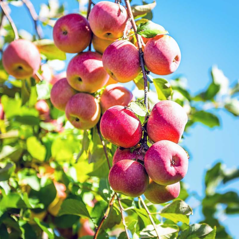 2-3 Ft Apple Tree Live Plant Bare Root, Live Apple Plant, Cold Hardy Fruit Plants for Home Garden Planting Spring (Pink)