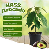 Avocado Plant Live, HASS Avocado Tree, 15-20 Inc Tall, 1 Year Old Fruit Tree for Backyard and Outdoor Garden