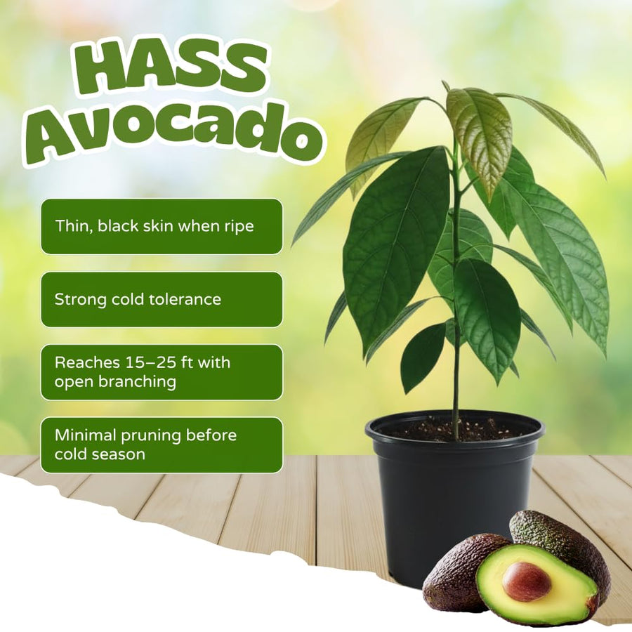 Avocado Plant Live, HASS Avocado Tree, 15-20 Inc Tall, 1 Year Old Fruit Tree for Backyard and Outdoor Garden