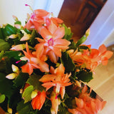 Orange Christmas Cactus Plant Live Christmas Cactus, Holiday Cactus Live Plant Pot, Houseplant, 5 to 7 Inc Tall