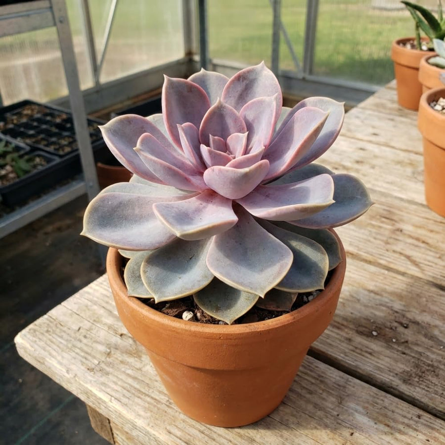 Purple Echeveria Live Plant, Echeveria Succulent Plant in 4 Inch Pot, Easy Care Succulent for Indoor Outdoor Houseplant
