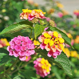 Pack 4 Trailing Lantana Plants Live for Gardening, 6-9 Inc Height, Ornamental Lantana Live Plants, Fragrant Lantana Flowers Vine (Rose Lantana)