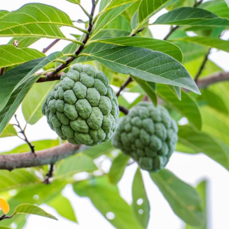 Custard Sugar Apple Tree Live Plant, Annona Squamosa Size 8-10 Inches in Half Gallon Pot, No CA
