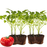 Lot 4 Tomato Plants Live for Planting Outdoors, Large and Juicy Tomatoes, Well Rooted, 6 to 8 Inch - Tomato Big Boy