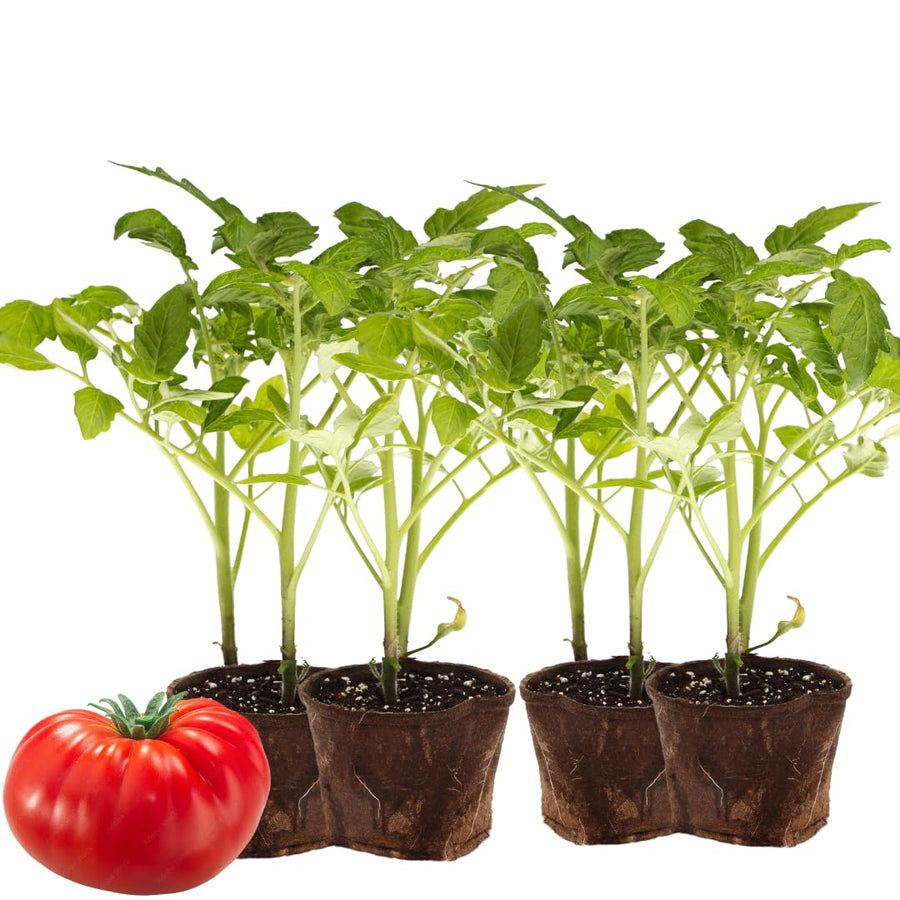 Lot 4 Tomato Plants Live for Planting Outdoors, Large and Juicy Tomatoes, Well Rooted, 6 to 8 Inch - Tomato Big Boy