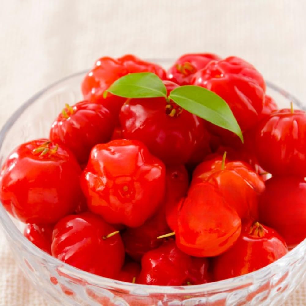 2 Years Old Surinam Cherry Tree Live Plant, Ready to Bear Fruit Cherry Tree, 2 Feet Tall, Edible, Cold Hardy, Outdoor Growing