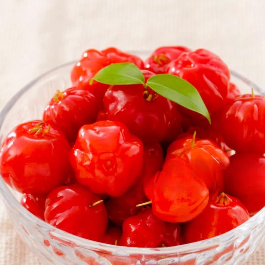 2 Years Old Surinam Cherry Tree Live Plant, Ready to Bear Fruit Cherry Tree, 2 Feet Tall, Edible, Cold Hardy, Outdoor Growing