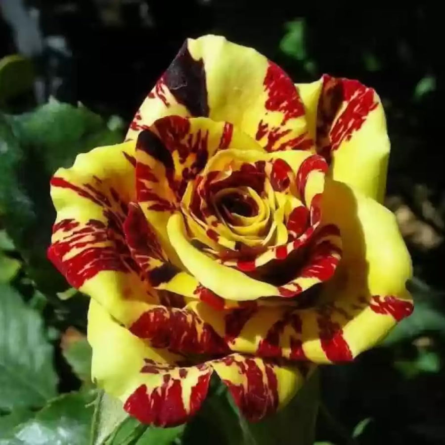 Stripe Rose Bush Live Plant - Rose Plant Live to Grow - Bareroot with Soil 7-10 Inch Tall - Fragrant Rose Flowers Hybrid Tea Rose