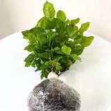 2 Maid of Orlean Jasmine Plants Live, Live Jasmine Plants, Sambac Jasmine Live Plants, 4 to 6 Inc Long, Jasmine Live Plants for Grow Garden