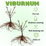 Set of 2 Viburnum Live Plant, Viburnum Shrub, White Spring Blooms, Hardy Garden Shrub, Bare Root 8 to 12 Inches Tall for Outdoor Planting