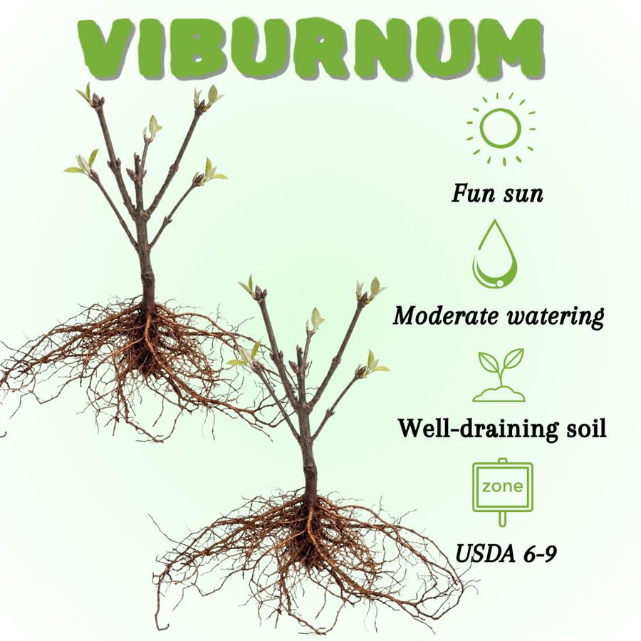 Set of 2 Viburnum Live Plant, Viburnum Shrub, White Spring Blooms, Hardy Garden Shrub, Bare Root 8 to 12 Inches Tall for Outdoor Planting