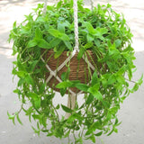 Callisia Fragrans Basket Plant Live, Long Green Leaves for Indoor Outdoor Gardening, Succulents Plant for Zones 9 to 11