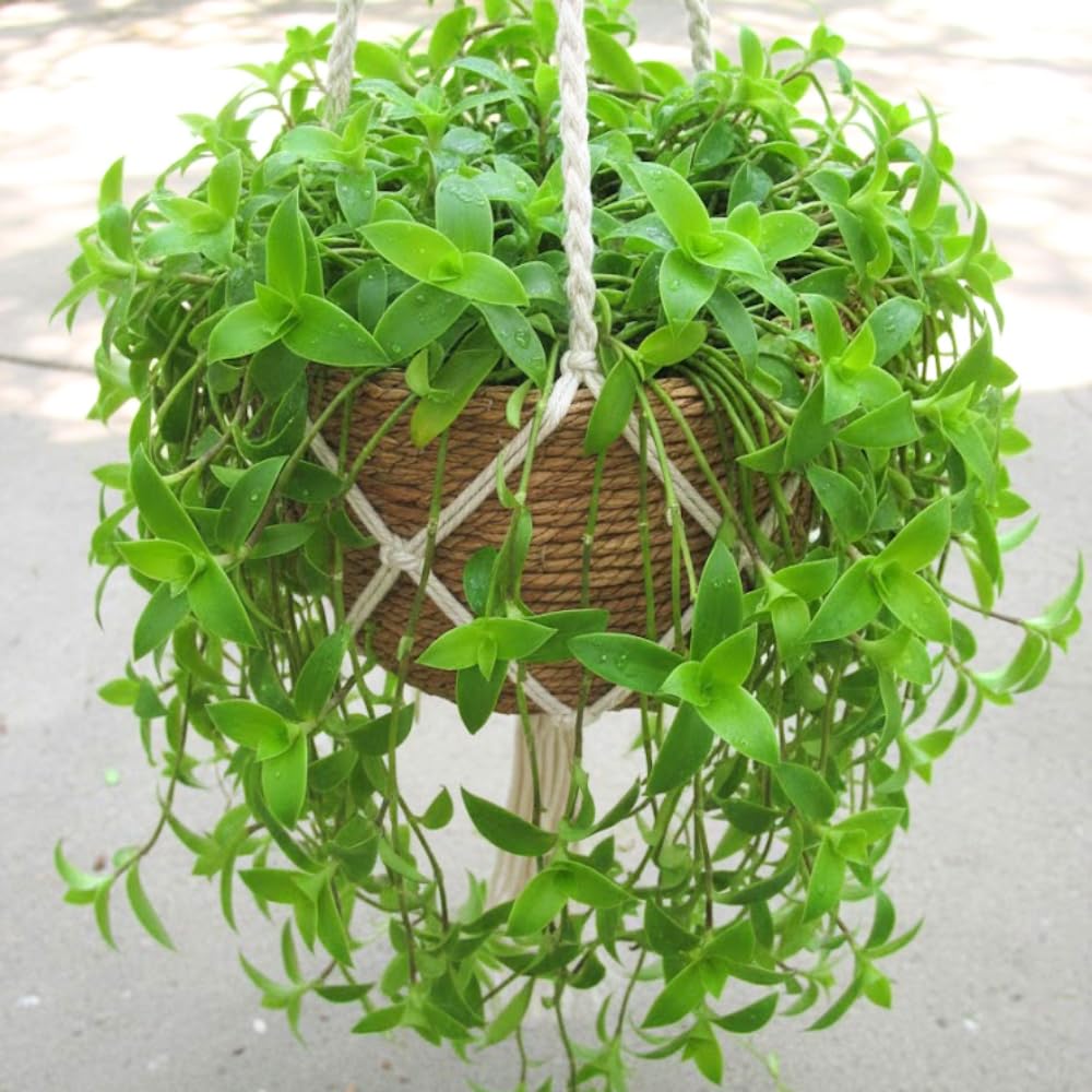 Callisia Fragrans Basket Plant Live, Long Green Leaves for Indoor Outdoor Gardening, Succulents Plant for Zones 9 to 11