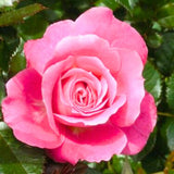 Rose Plant Live, Rose Bush Live Plant for Planting Your Garden, 5-9" Height Well-Rooted, Fragrant Flowers Vibrant Blooms (Lady Pink Rose)