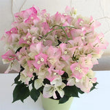 White Pink Bougainvillea Tree Live Plant, 1 Year Old Ready to Plant Outdoor, Very Hardy