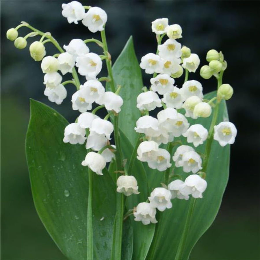 6 Lily of The Valley Roots, Fragrant May Lilies Rhizomes for Early Spring Bloom, Perennial, Cold Hardy, Outdoor Garden