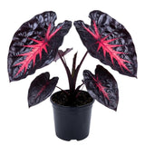 3 Colocasia Plants Live, Elephant Ear Caladium Esculenta Plants, 5 to 8 Inc Tall (Red Black)