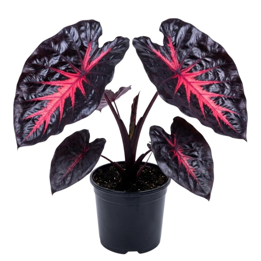 3 Colocasia Plants Live, Elephant Ear Caladium Esculenta Plants, 5 to 8 Inc Tall (Red Black)
