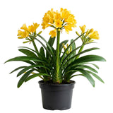 Yellow Clivia Plant Live, Clivia Flowering Houseplant in 6 Inch Pot, Perennial Flowering Plant for Containers, Patios, and Indoors