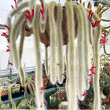 Trailing Monkey Tail Cactus Live Succulent, 10-15” Tall Rare Cactus Plant for Hanging Basket or Garden, No Pot Included
