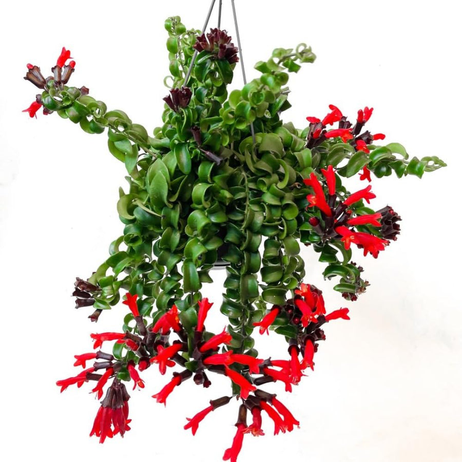 Set 2 Rare Curly Lipstick Houseplant, Trailing Lipstick Aeschynanthus Plants, in 3" Pots, Easy Indoor Plant