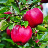 Pink Apple Tree Live Plant, Sweet Apple Plant Live for Planting, 2-3 Feet Height, Bareroot, Live Apple Tree Plant, Sweet Apple Fruit Tree