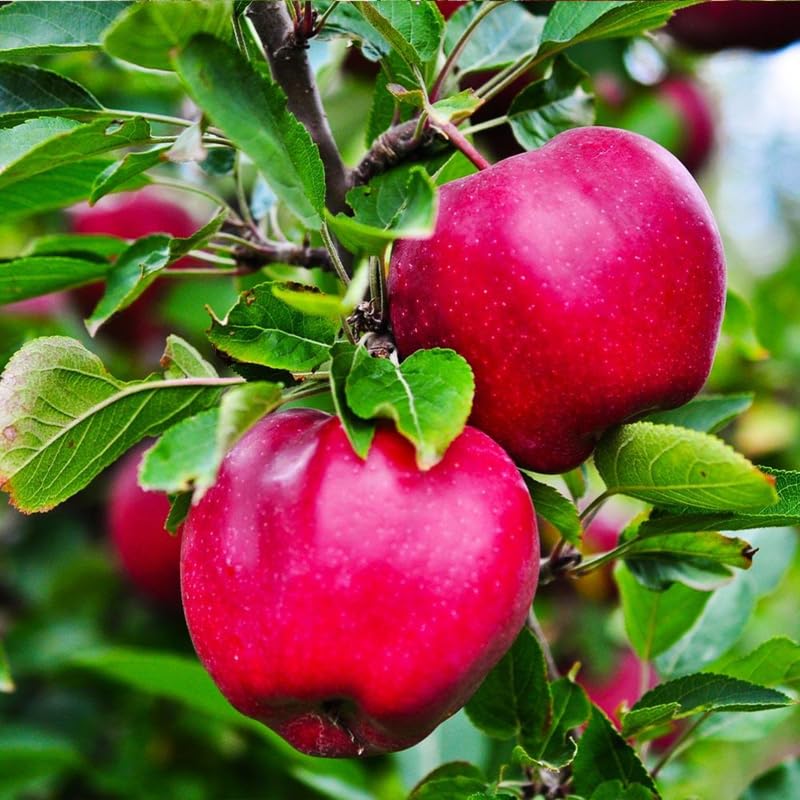 Pink Apple Tree Live Plant, Sweet Apple Plant Live for Planting, 2-3 Feet Height, Bareroot, Live Apple Tree Plant, Sweet Apple Fruit Tree