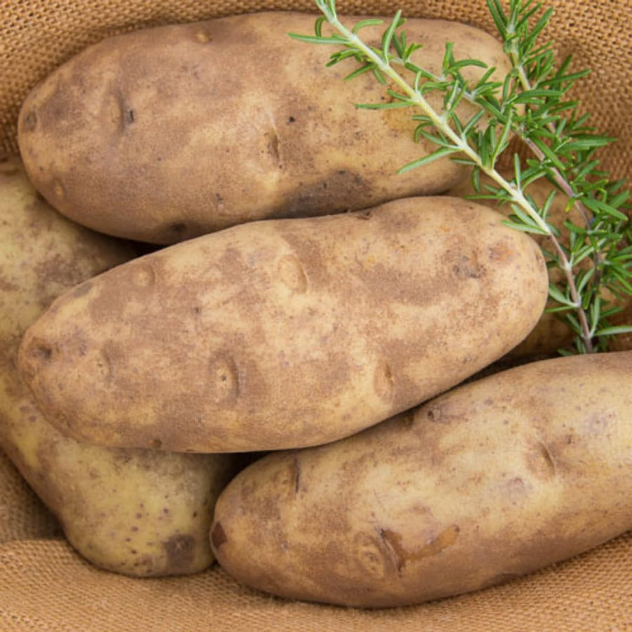 High Yielding Russet Potato Tubers, 1 Pound Potatoes Plants Bulbs for Outdoor Growing,Vegetables Heirloom Potato Seeds Live Tuber for Home Garden