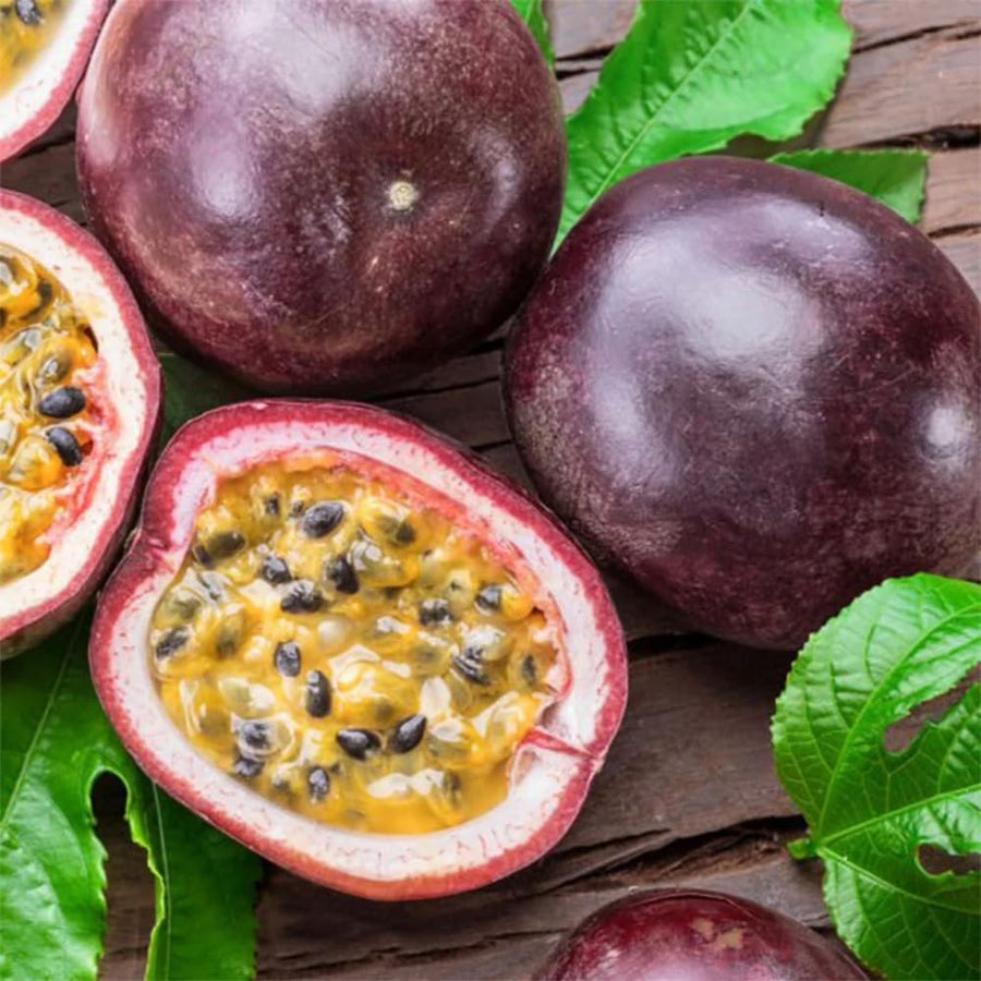 Purple Passion Fruit Plant Live, 10-12 Inches Tall in 4 Inch Pot, Passiflora Tropical Vine for Outdoor Growing, Passionfruit Seedling