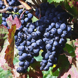 Grape Vine Plant Live for Planting Outdoor, Cold Hardy Grape Plant Live 1-2 Years Old, Well-Rooted Fruit Vine for Garden or Trellis (Black Grape)