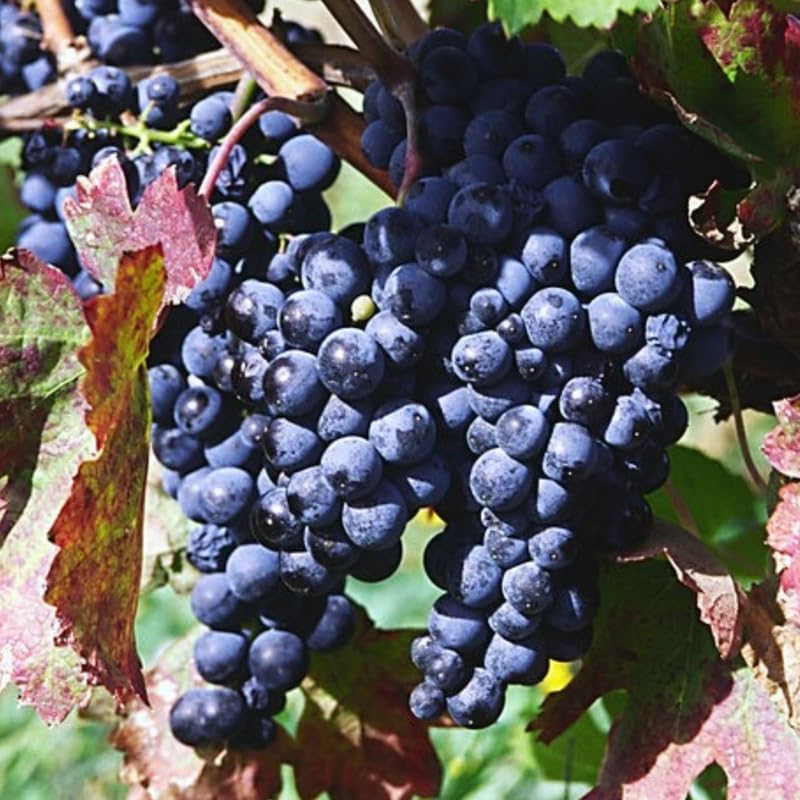 Grape Vine Plant Live for Planting Outdoor, Cold Hardy Grape Plant Live 1-2 Years Old, Well-Rooted Fruit Vine for Garden or Trellis (Black Grape)