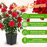 Red Rose of Sharon Plant in Quart Pot, Hardy Hibiscus Flowering Shrub, Vibrant Outdoor Althea Plants, Fast-Growing Perennial