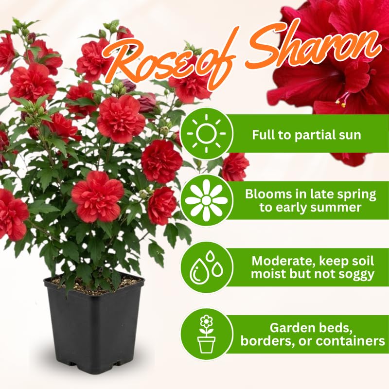 Red Rose of Sharon Plant in Quart Pot, Hardy Hibiscus Flowering Shrub, Vibrant Outdoor Althea Plants, Fast-Growing Perennial