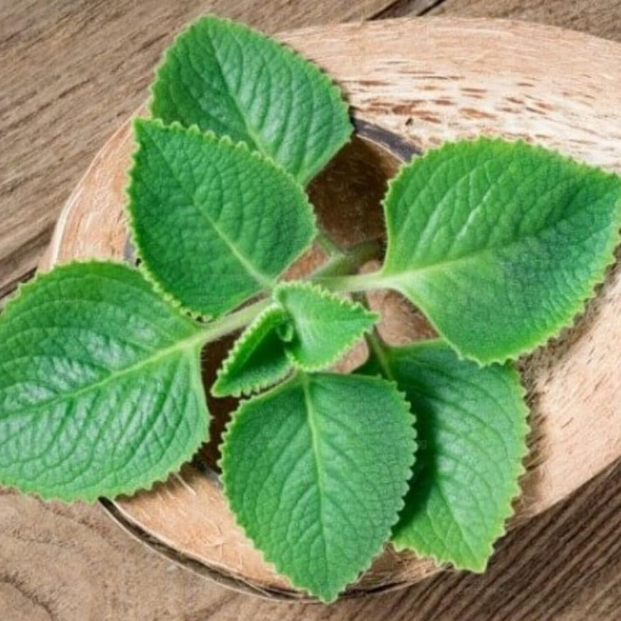 2 Cuban Oregano Live Plants Herbs, 5-9" in Tall Very Well-Rooted, Vegetables Mexican Mint or Spanish Thyme Ready to Plant Outdoor Spring