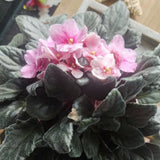 African Violets Live Plants, African Violet Plant Live in 4 Inches Pot, Violets Flowers Houseplant, 4-7 Inches Tall for Home Office Decor (Light Pink)