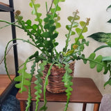 Fishbone Cactus Plant, Epiphyllum Orchid Cactus, Pink Epiphyllum Orchid Cactus Plants Live from 4 Inc Tall