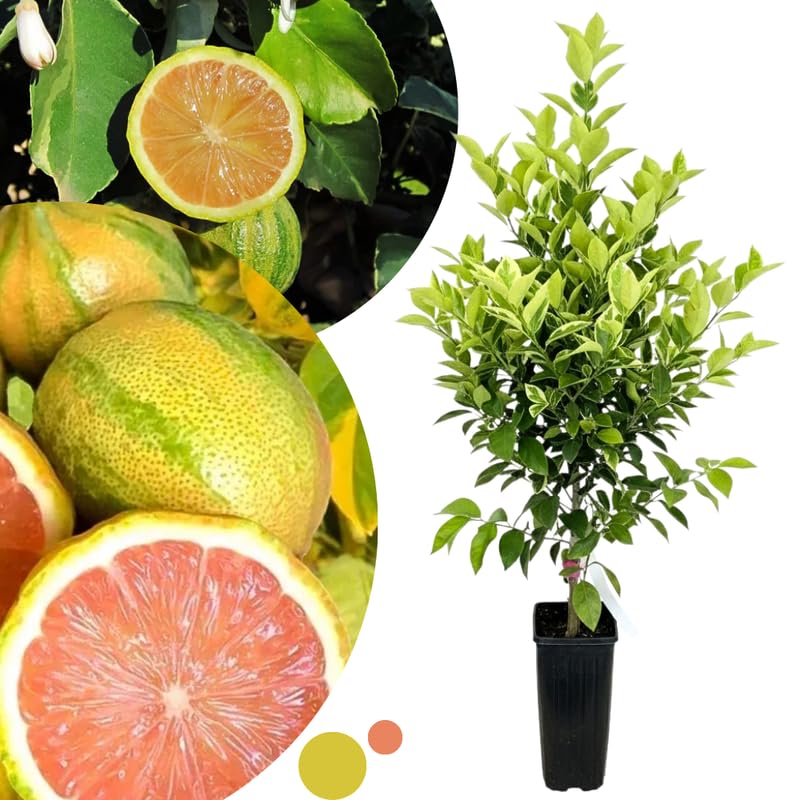 Variegated Pink Lemon Tree Live, Grafted Citrus Tree 3 Feet Tall, Pink Lemon Fruit Tree