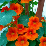 Live Nasturtium Plants in 4'' Pot, Hardy Nasturtium Vine Plant for Outdoor Planting, 4-6 Inc Tall, Edible Leaves, 2 Plants per Pot