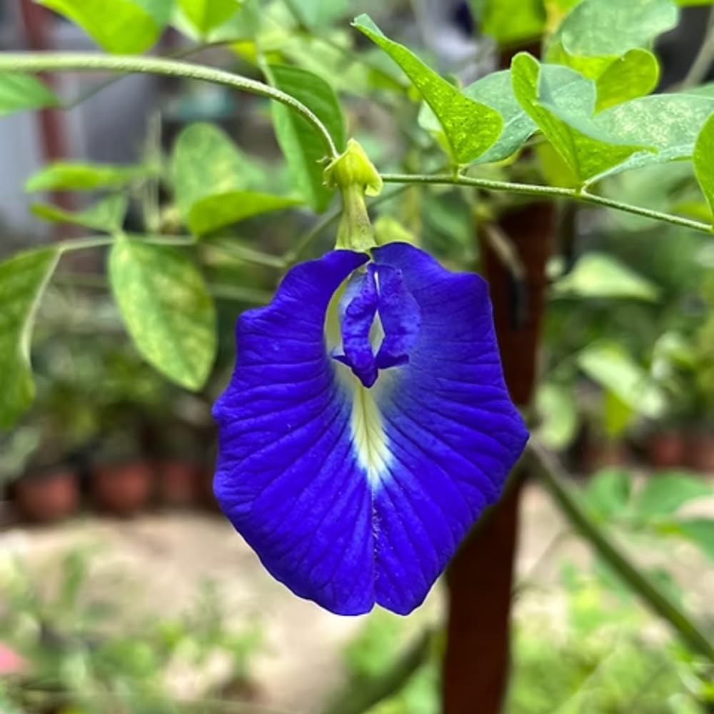 Blue Butterfly Pea Plant Live, Perennial Butterfly Pea 5-7 Inch Tall in 4 Inch Pot, Outdoor Garden Growing