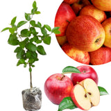 2-3 Ft Apple Tree Live Plant Bare Root, Live Apple Plant, Cold Hardy Fruit Plants for Home Garden Planting Spring (Honeycrisp)