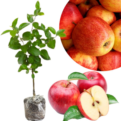 2-3 Ft Apple Tree Live Plant Bare Root, Live Apple Plant, Cold Hardy Fruit Plants for Home Garden Planting Spring (Honeycrisp)