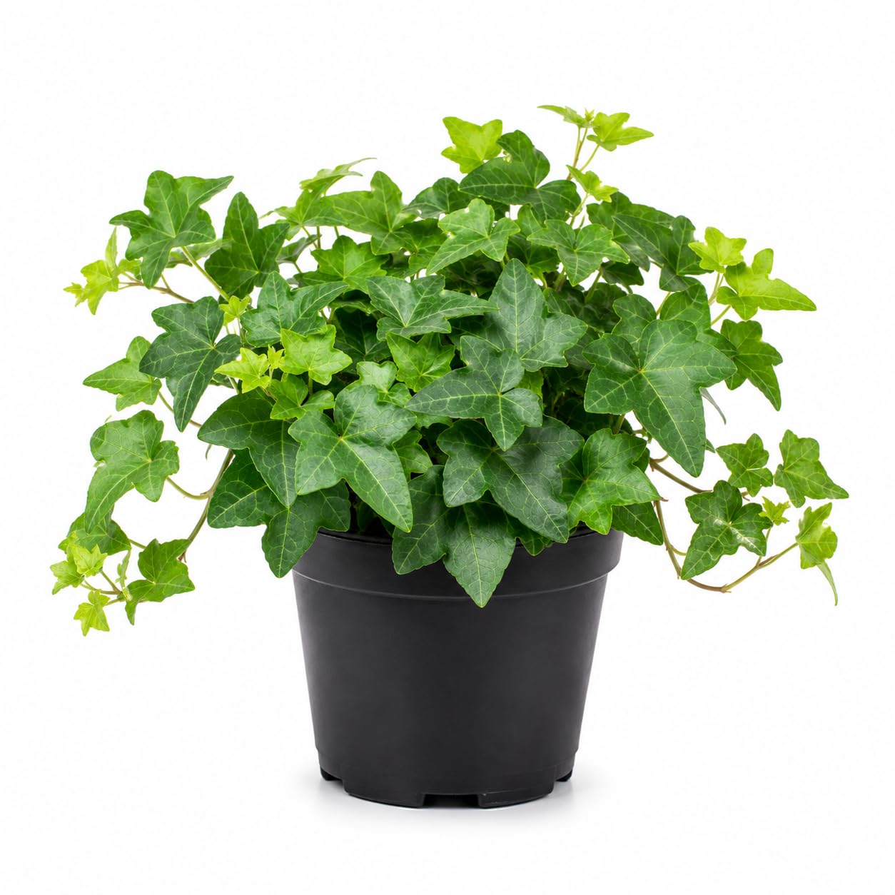English Ivy Live Plants in 4'' Pot, Hardy Ivy Vine Plant for Trellis, Ground Cover, Live Indoor Houseplants