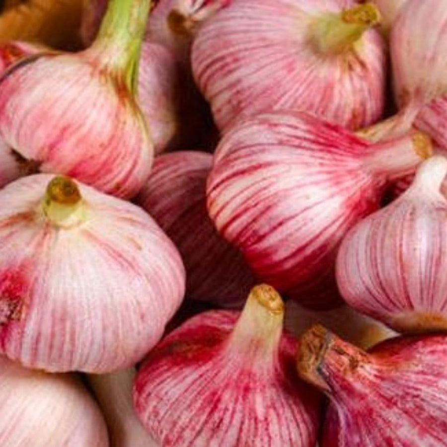 1 LB Jumbo Size Red Chesnok Garlic for Planting in Spring, Softneck Hardneck Garlic Bulbs for Planting, Fresh and High Yield, Cold Hardy, Fast-Growing, 5-6 Bulbs Garlic