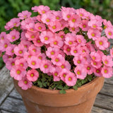 Pink Oxalis Flower Plant in 4'' Pot, 4-8'' Tall, Shamrock Flowers Plants, Perennial Flower Plants for Indoor and Outdoor Garden