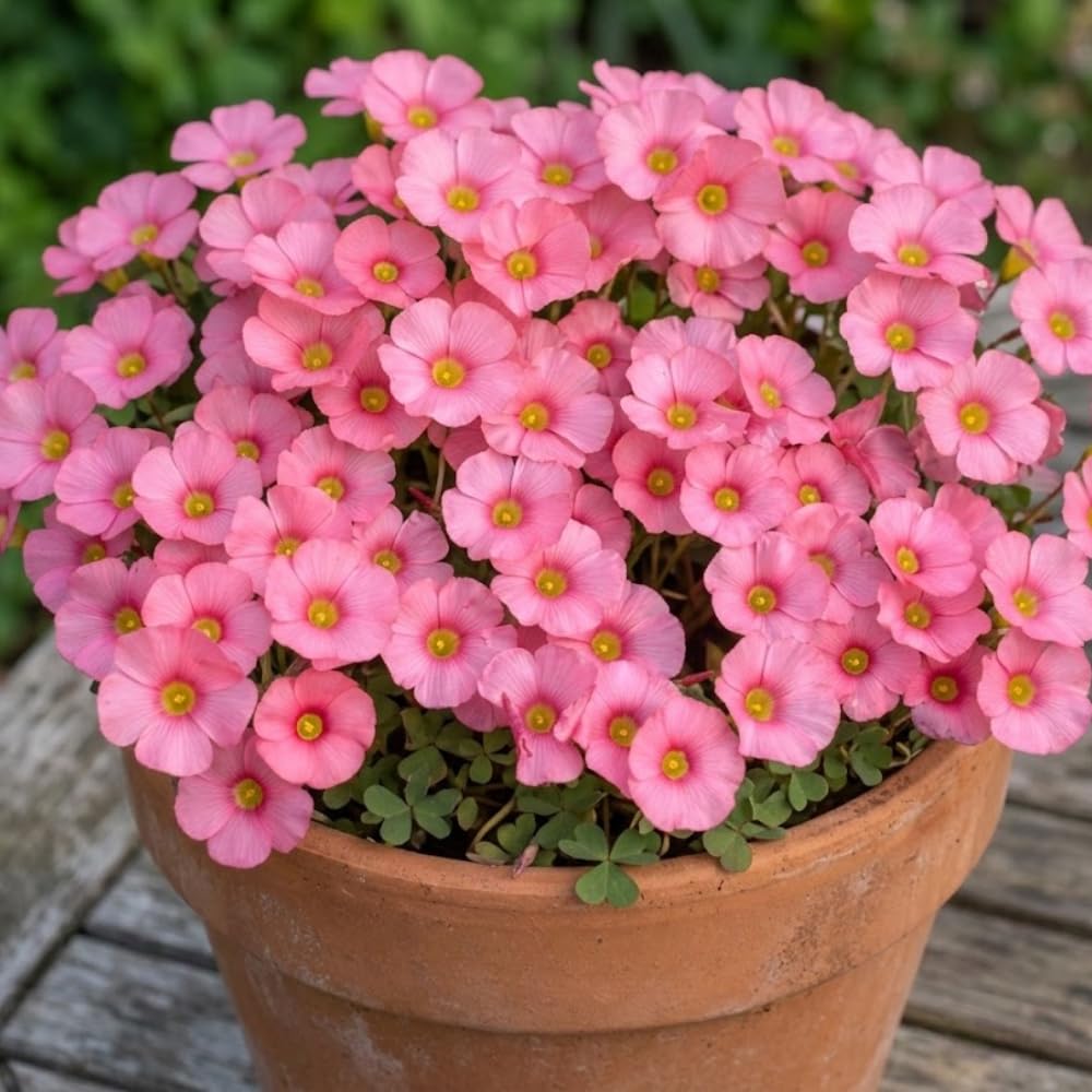 Pink Oxalis Flower Plant in 4'' Pot, 4-8'' Tall, Shamrock Flowers Plants, Perennial Flower Plants for Indoor and Outdoor Garden
