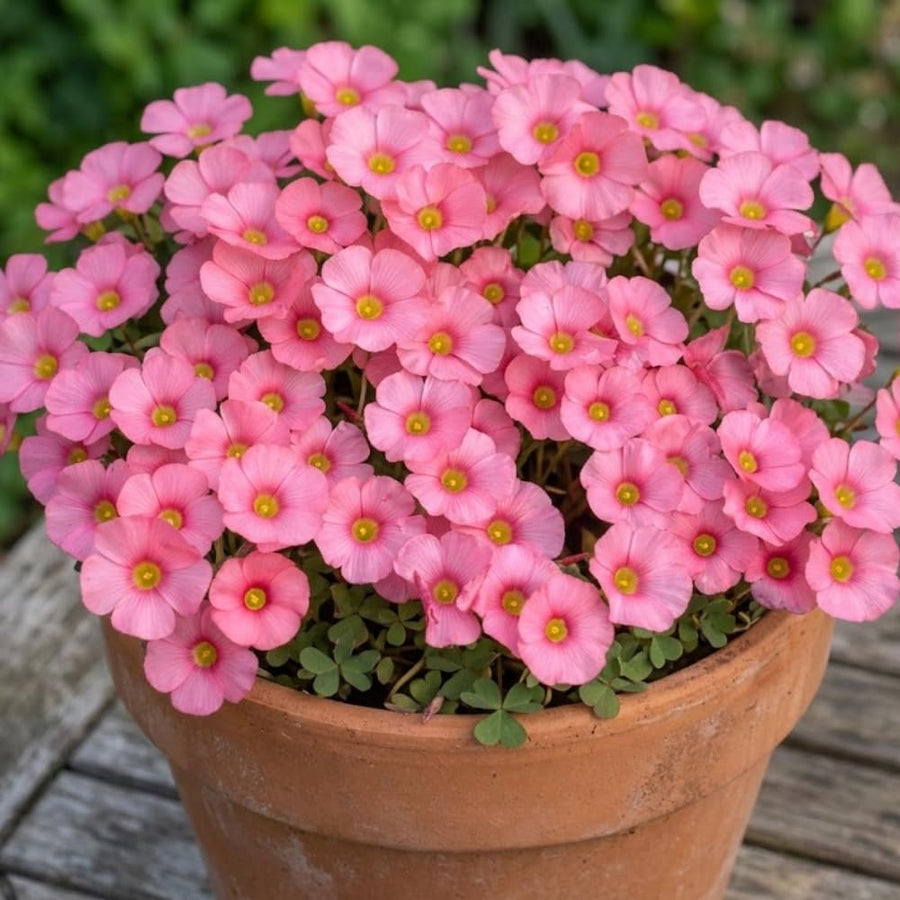 Pink Oxalis Flower Plant in 4'' Pot, 4-8'' Tall, Shamrock Flowers Plants, Perennial Flower Plants for Indoor and Outdoor Garden